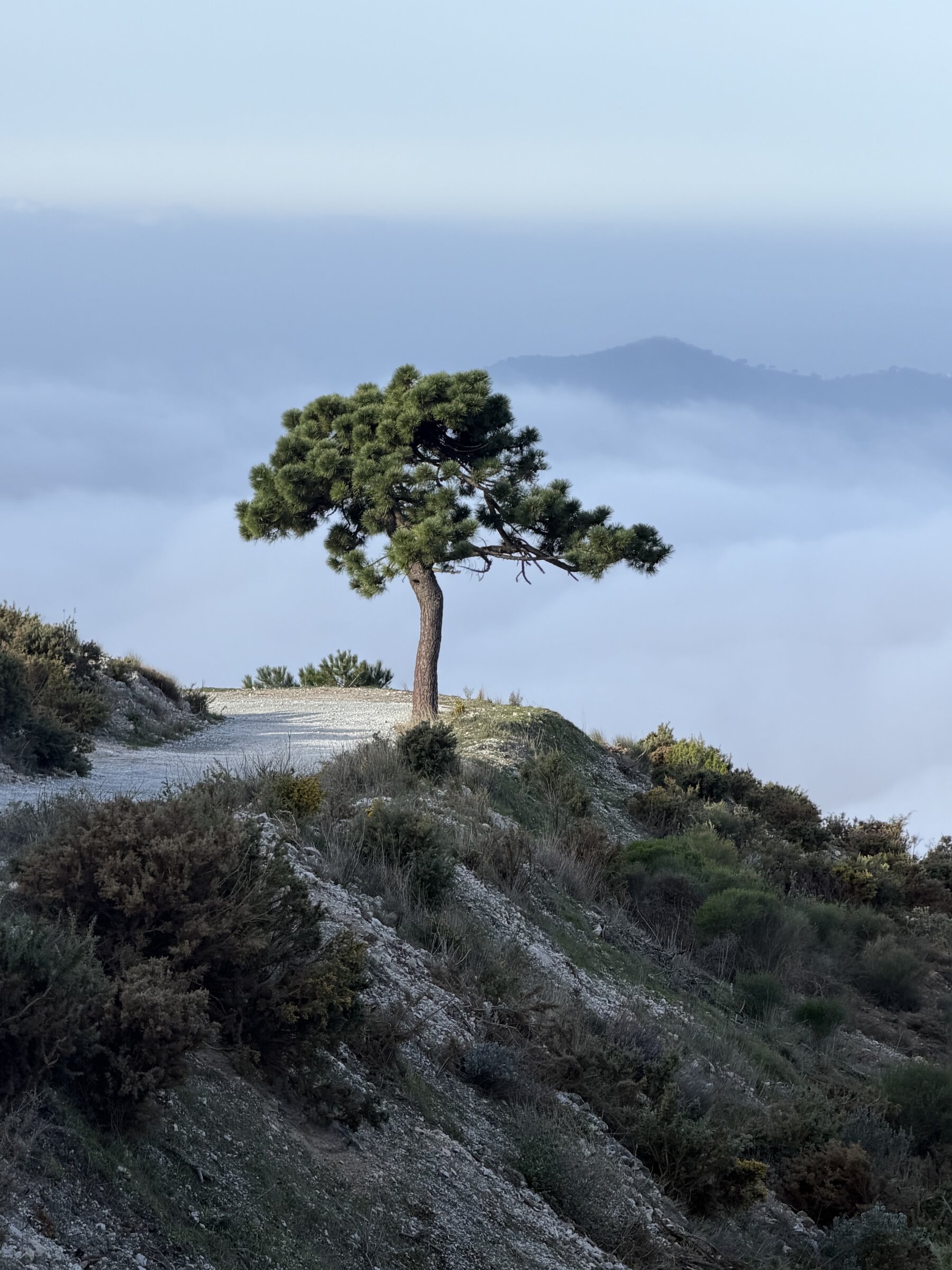 A morning walk in the Sierra de Almijara national park.